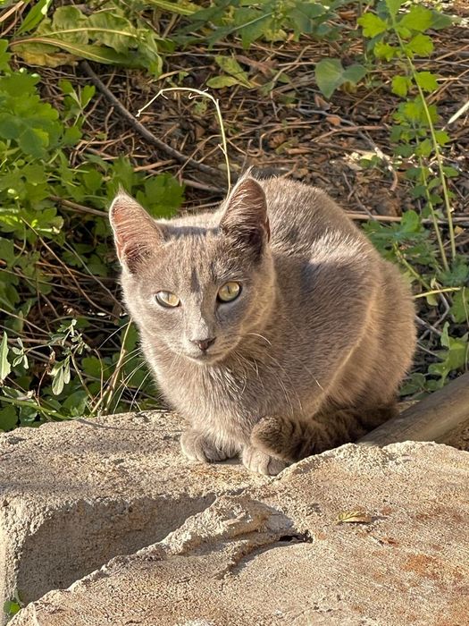 Отдам котят в хорошие руки