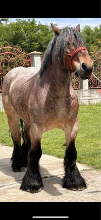 Un cal castrat belgian