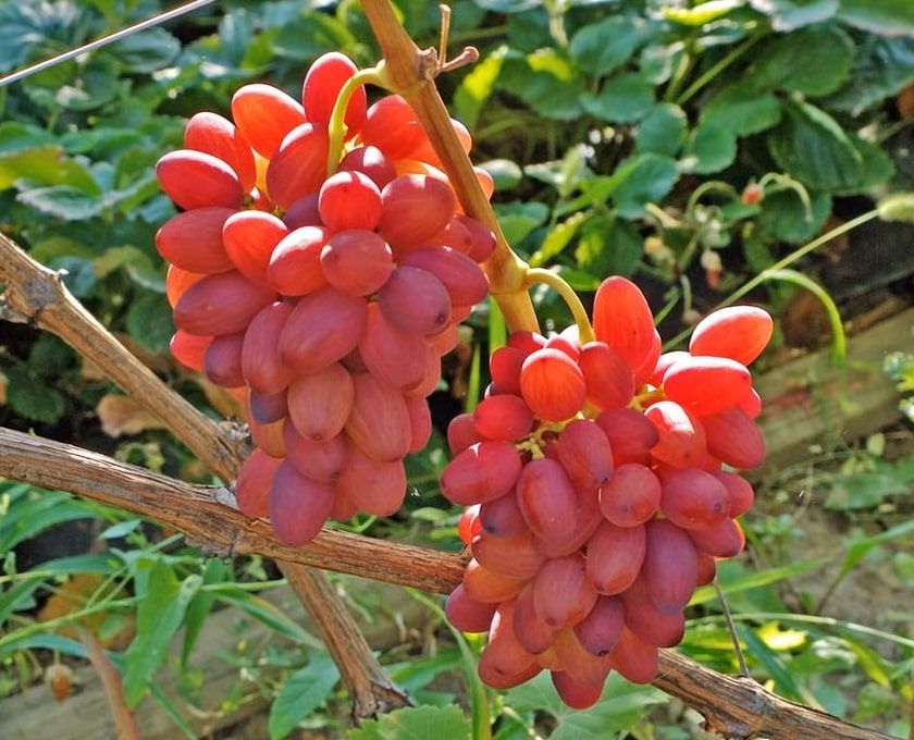 Саженцы винограда двухлетнии