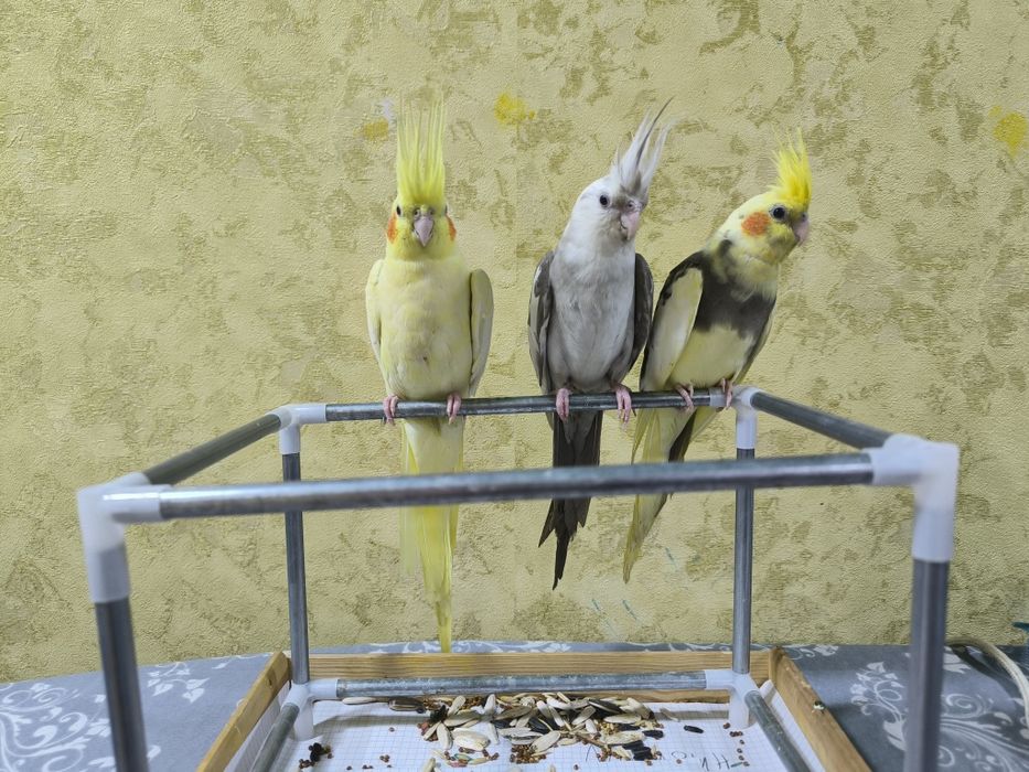 Ручной попугай Корелла