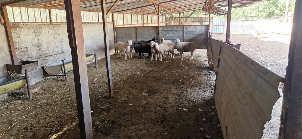 Сдам в аренду ФАЗЕНДУ