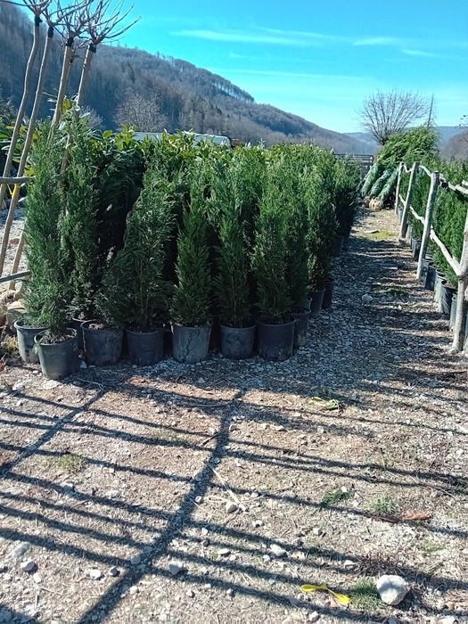 Tuia leylandii chiparos