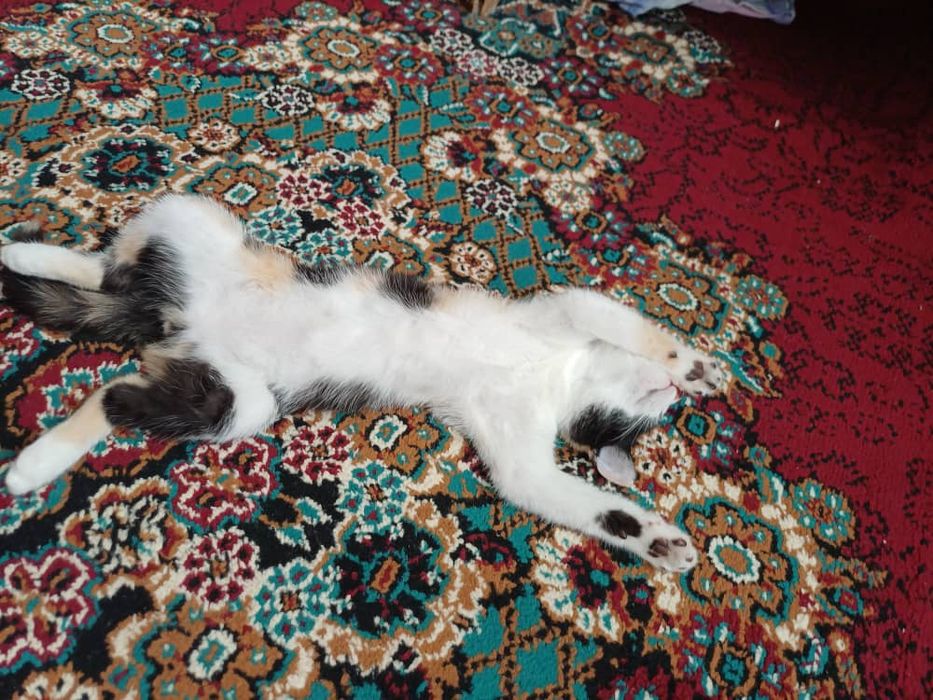 Продам котенок домашний