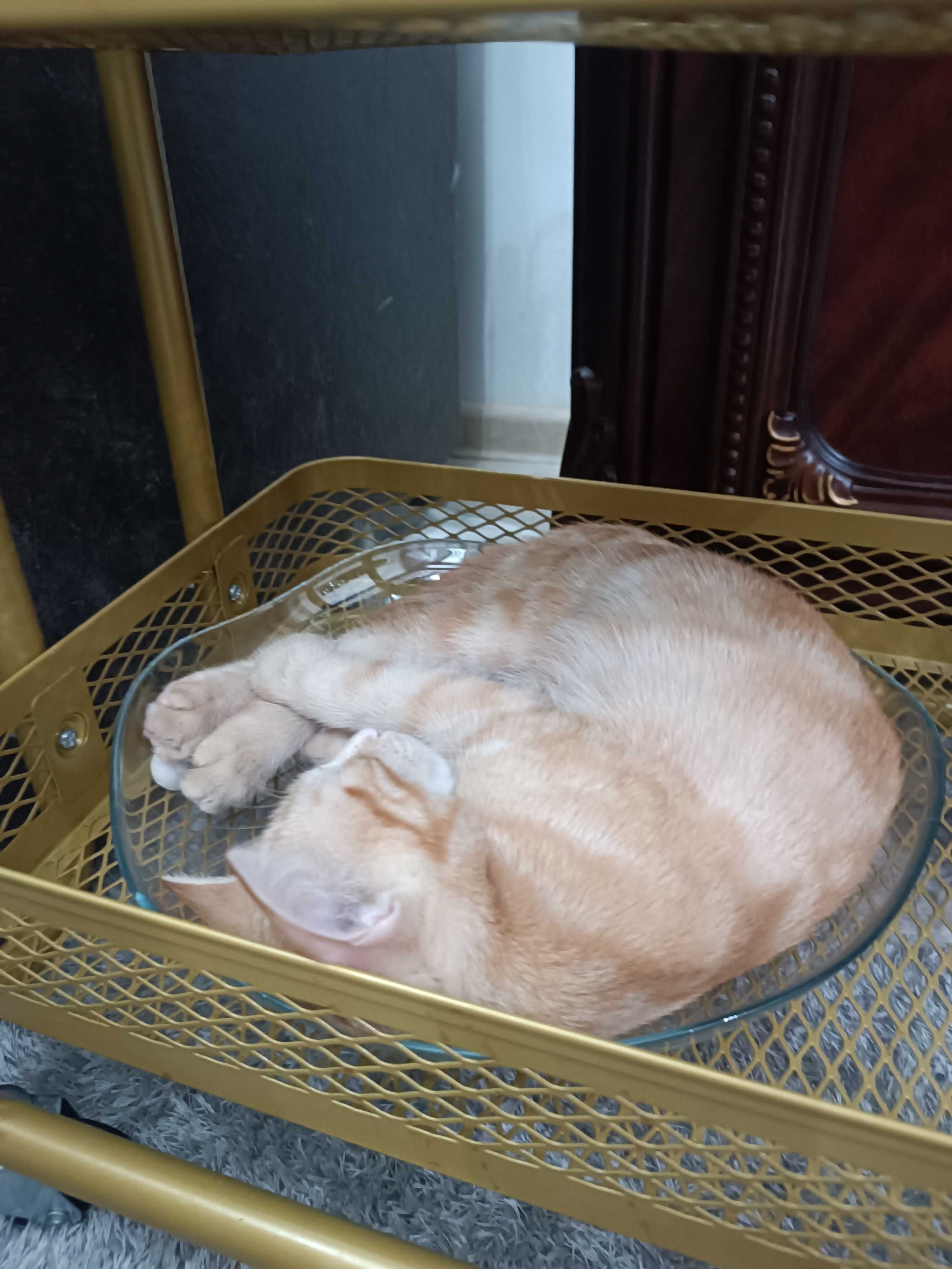 Котенок, мальчик, 5 месяцев