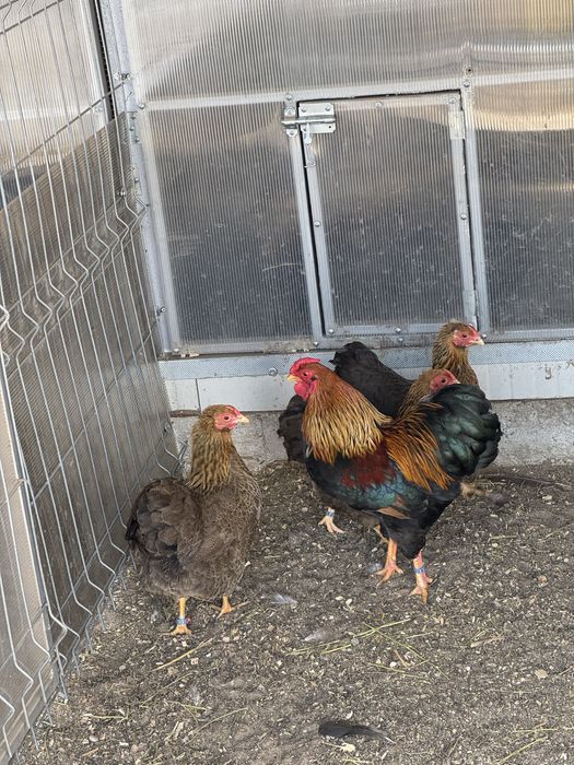 Familii wyandotte pitic varietatea gat auriu