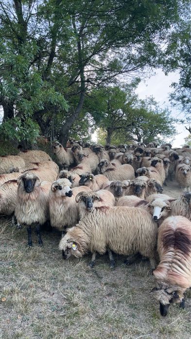 Oi bucalai si oacchese