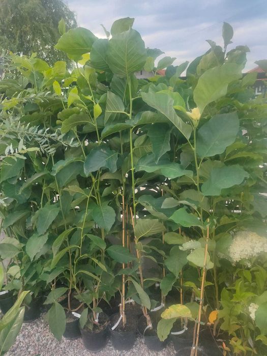 Smochin pe Rod - Ușor de Întreținut, Ideal pentru Grădina Ta!