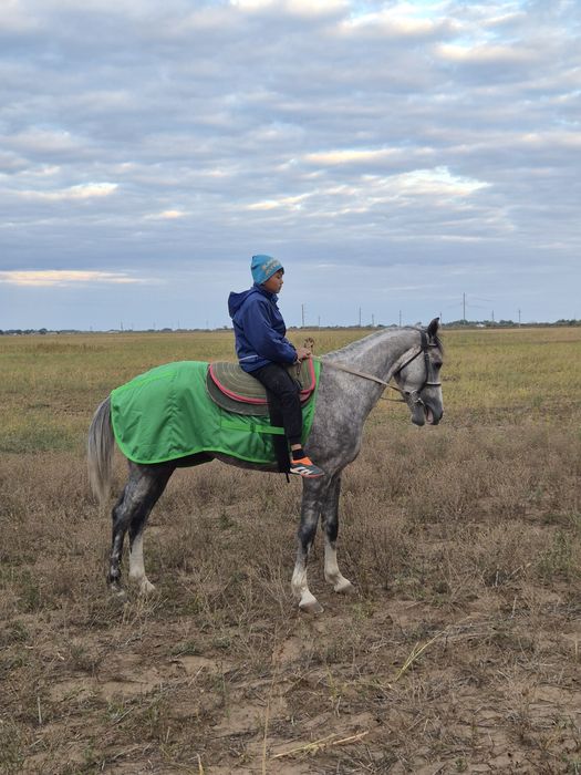 Байге аты сатылады