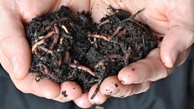 Продам Биогумус сеяный