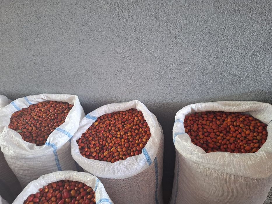 Măceșe si păducel fructe