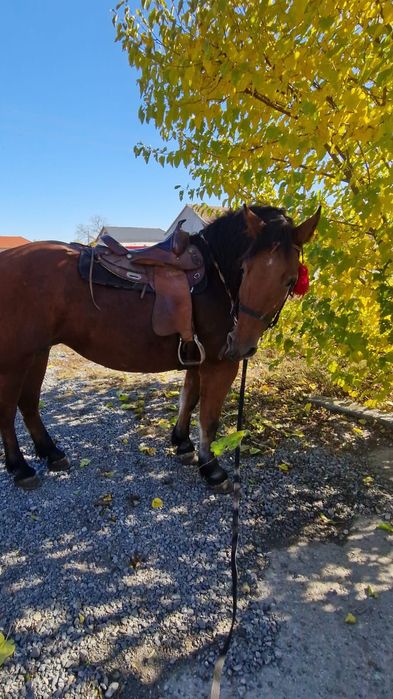 De vanzare  iapa murga