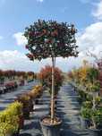 Camelia copac glob, Photinia plante ornamentale, maslin secular