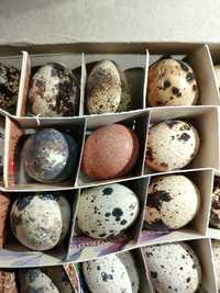 Инкубационные яйцо перепелов