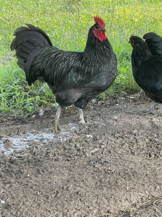 Cocosi Australorp negru si alb, 8 luni
