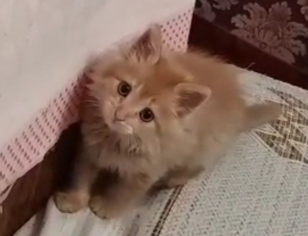 Отдам котёнка в добрые и заботливые руки