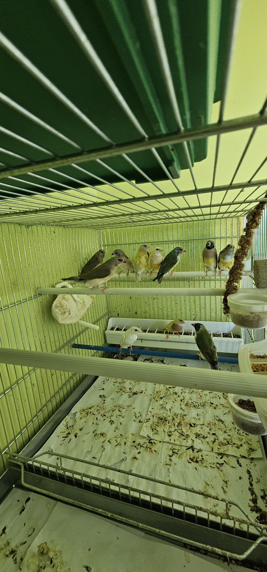 Гулдови  амадини 12 бр.
