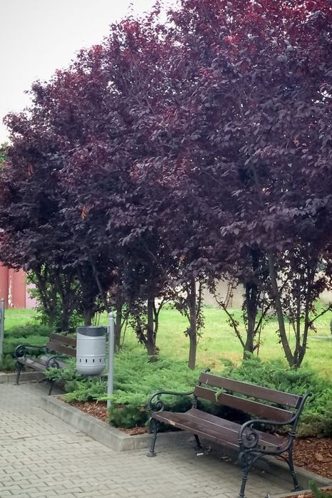 Pomi Ornamentali (Prunus Nigra )