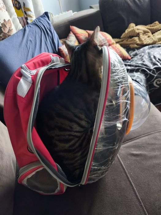 Чанта за домашен любимец