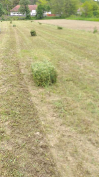 Baloti lucerna calitatea 1