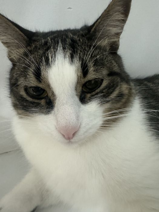 Кот домашний