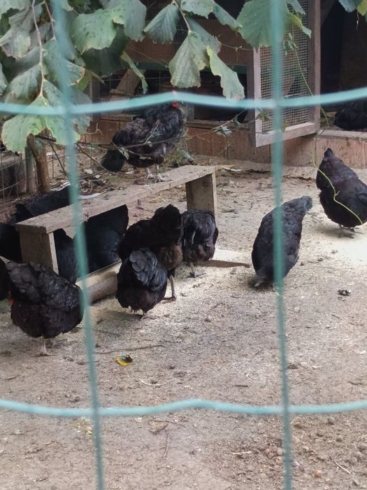 Găini  rasa australorp