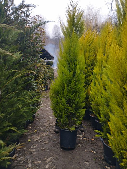 Plante ornamentale pentru amenajări grădini de A laZ