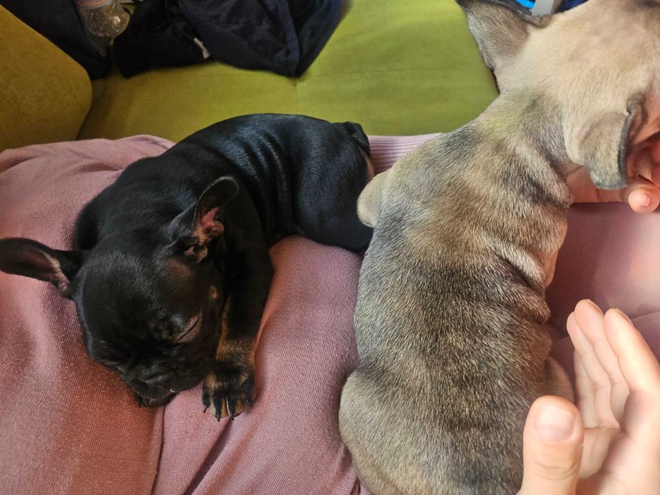 Френски будлог (френчи)