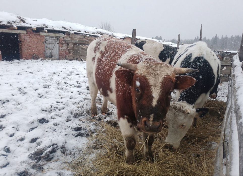 Сиыр етке сатам!