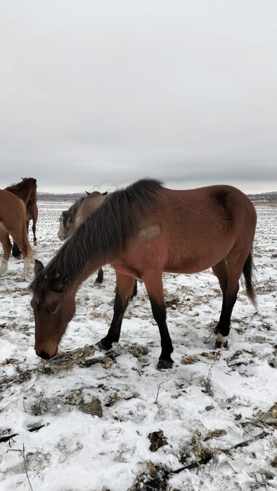 Продам или обменяю жеребца