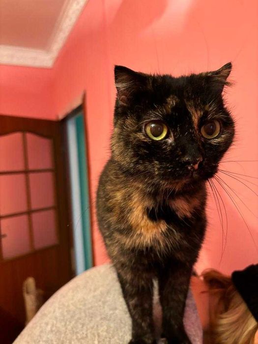 Отдам кошку, стерилизованная