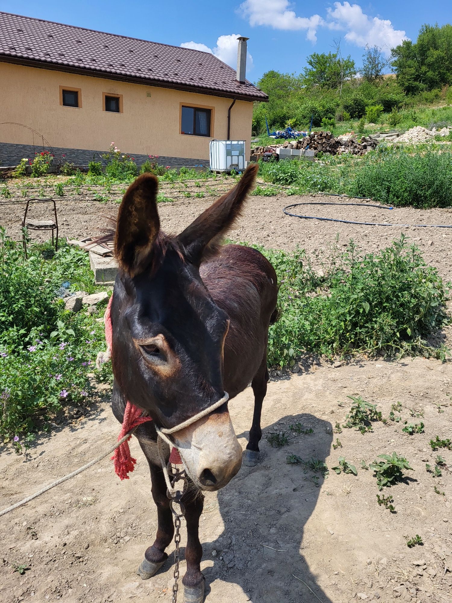 magar de vanzare