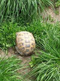 Черепахи средних размеров вышли из спячки на поверхность