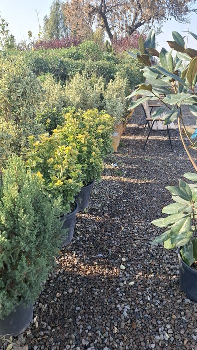 Gazon ekish xizmati sifatli xizmat