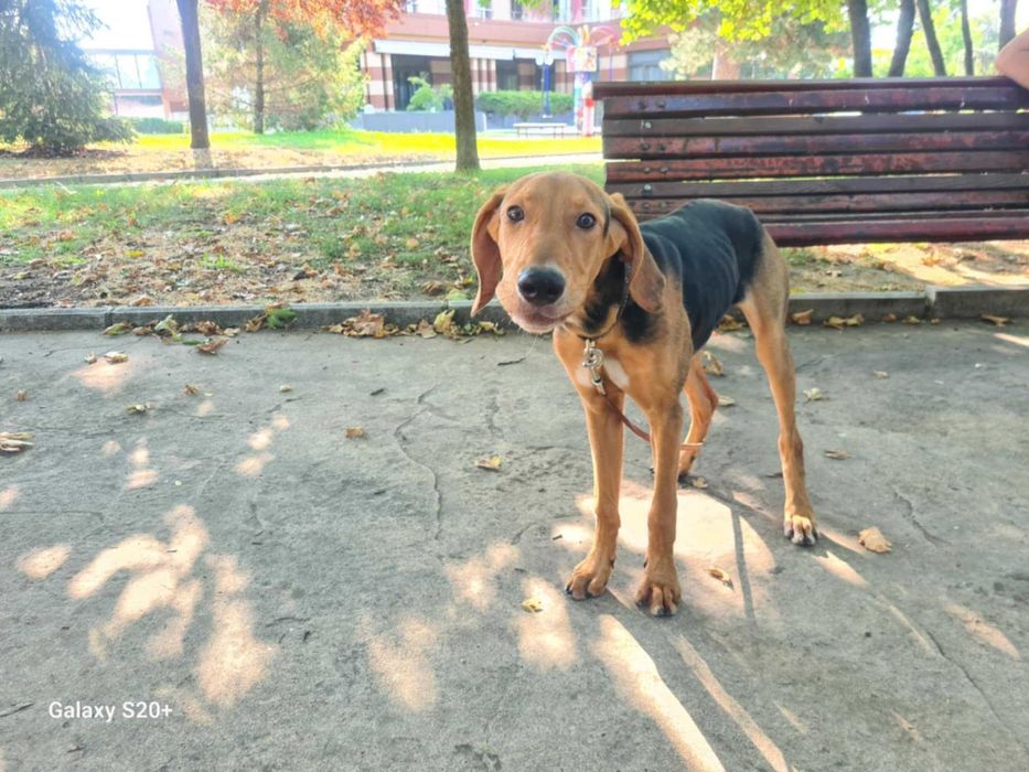 Подарявам женско куче Гонче