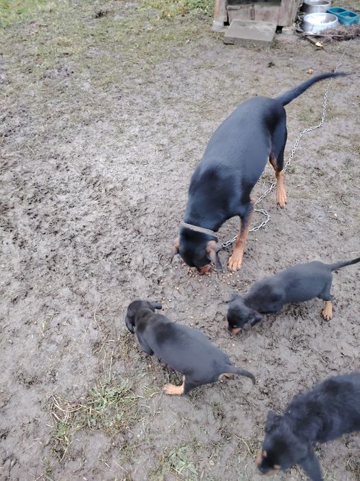 Căței copoi ardelenesc