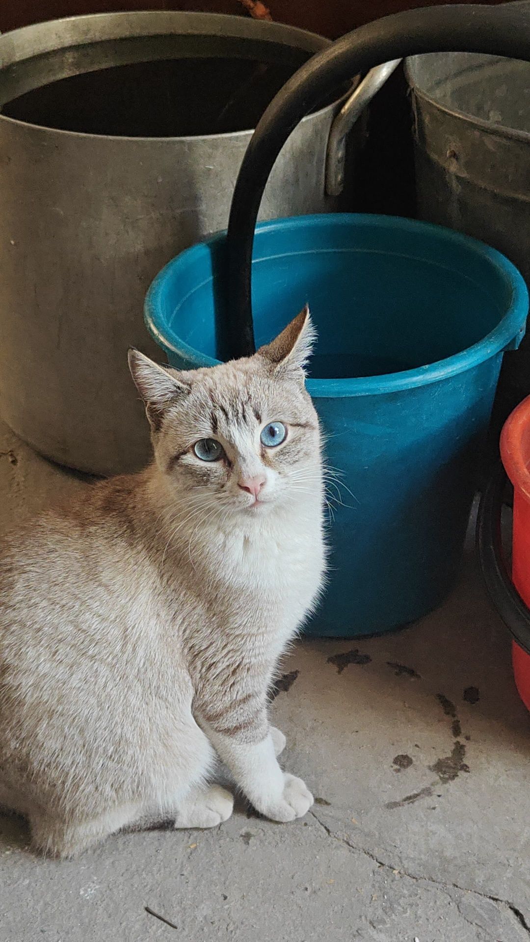 Отдается кошка в добрые руки