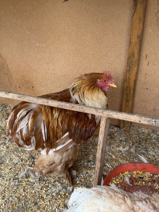 Фаргонада жужа хурозлар, кохинхин карлик