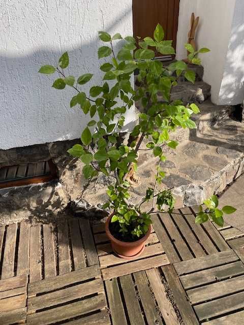 Plante naturale de interior (apartament/birou/hotel/scoala/gradinita)