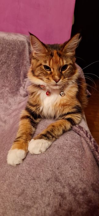 Fetița Maine Coon
