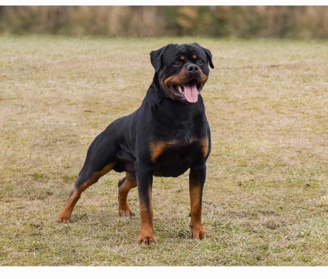Rottwiler de top!