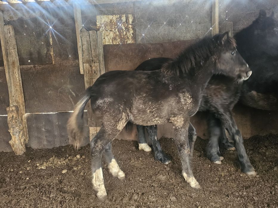 Семіз жабағы тайлар сатам Соғымға