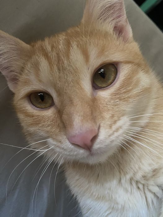 Отдам 2 кота 1.5 года и 10 месяцев