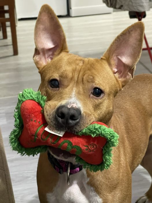 Подарявам Стафордширски бултериер