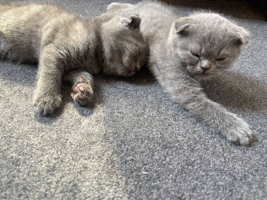 Skottich fold narxi keliwilad