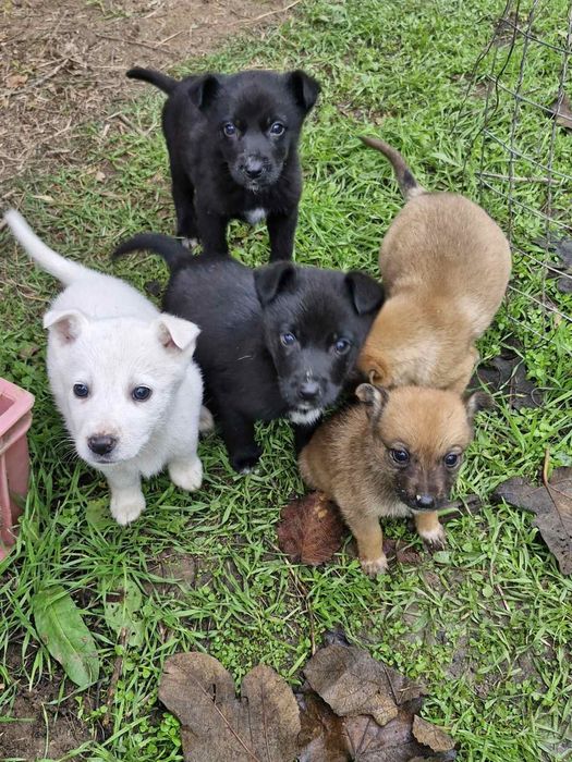 Подарявам! Малки кученца