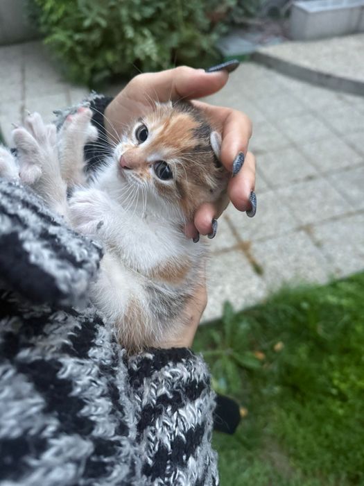 Donez pisicuta pentru adoptie