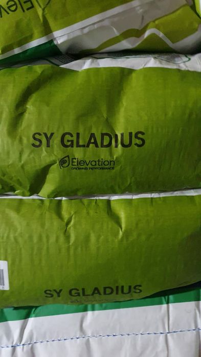 Семена кукурузы Си Гидро и Гладиус