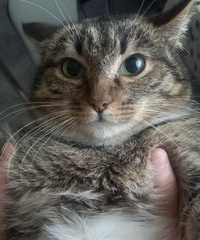 Кошка стерилизованная Нюша-плюшка