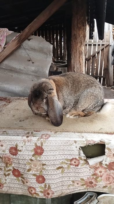 Mascul berbec german gri