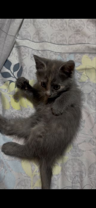 Котята от сибирской кошки